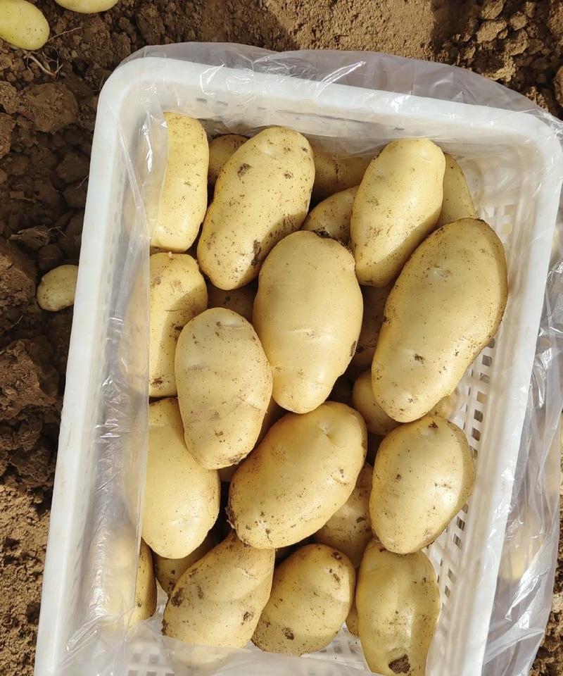 山东土豆精品荷兰十五土豆产地直供量大从优实力代发全