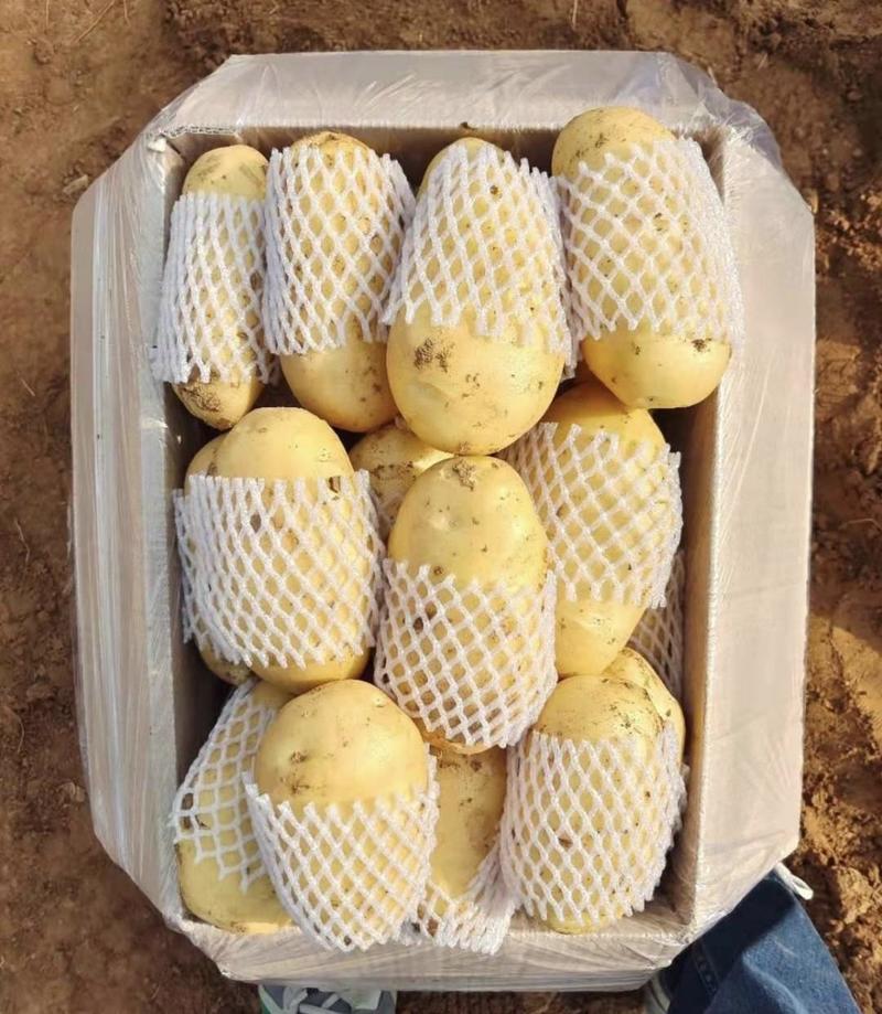 山东土豆精品荷兰十五土豆产地直供量大从优实力代发全