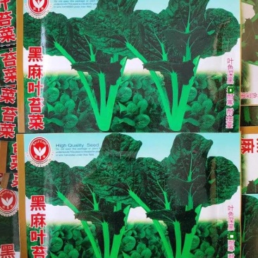 黑麻叶苔菜种子初春食用的叶茎类四季蔬菜花叶菜苔籽