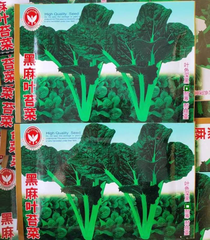 黑麻叶苔菜种子初春食用的叶茎类四季蔬菜花叶菜苔籽