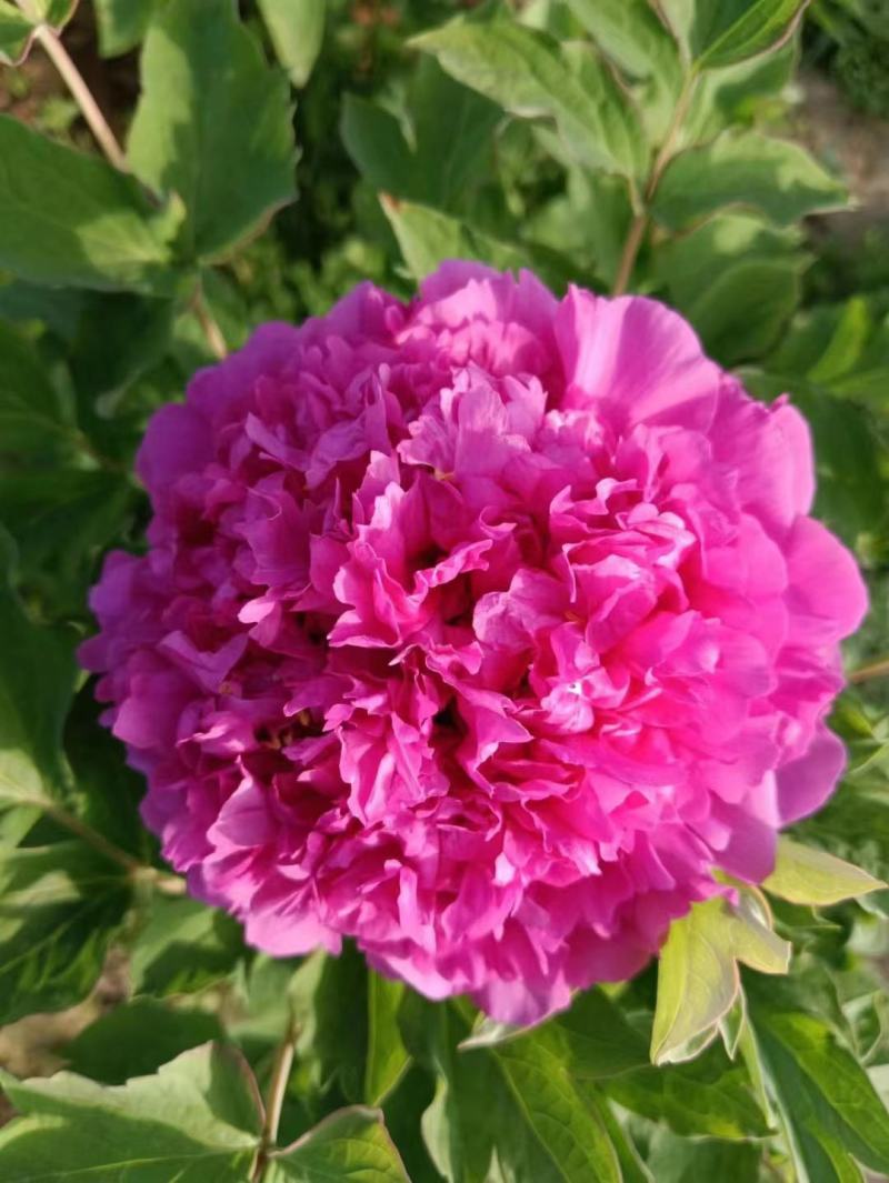 《店长推荐》菏泽重瓣牡丹花苗，基地直发，现要现挖，保品种