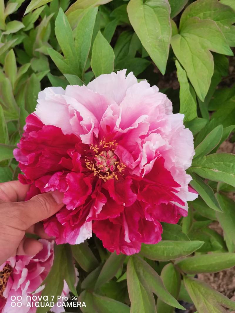 《店长推荐》菏泽重瓣牡丹花苗，基地直发，现要现挖，保品种