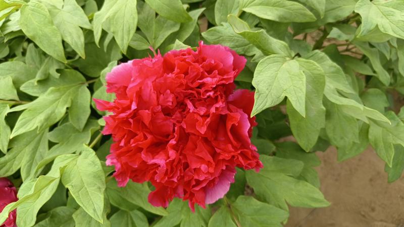 《店长推荐》菏泽重瓣牡丹花苗，基地直发，现要现挖，保品种