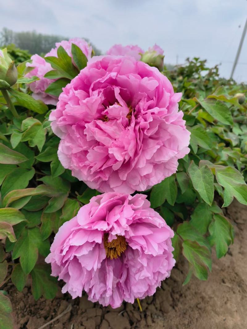 《店长推荐》菏泽重瓣牡丹花苗，基地直发，现要现挖，保品种