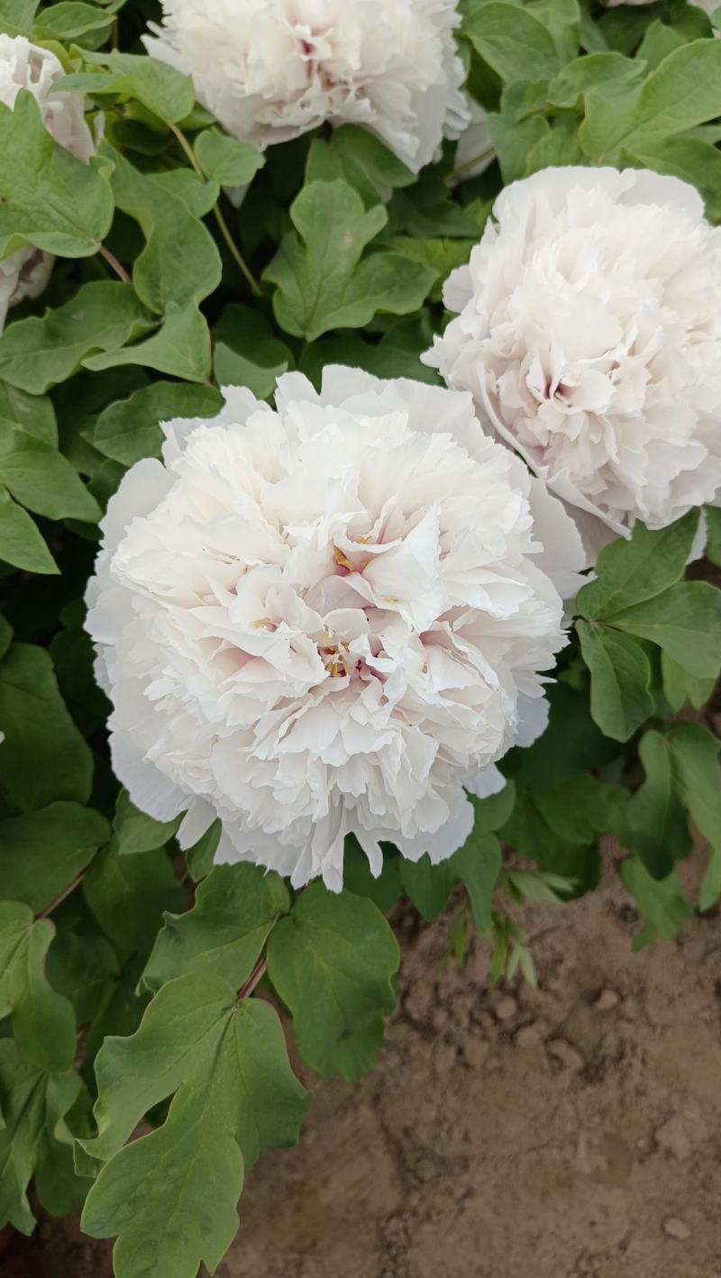 《店长推荐》菏泽重瓣牡丹花苗，基地直发，现要现挖，保品种