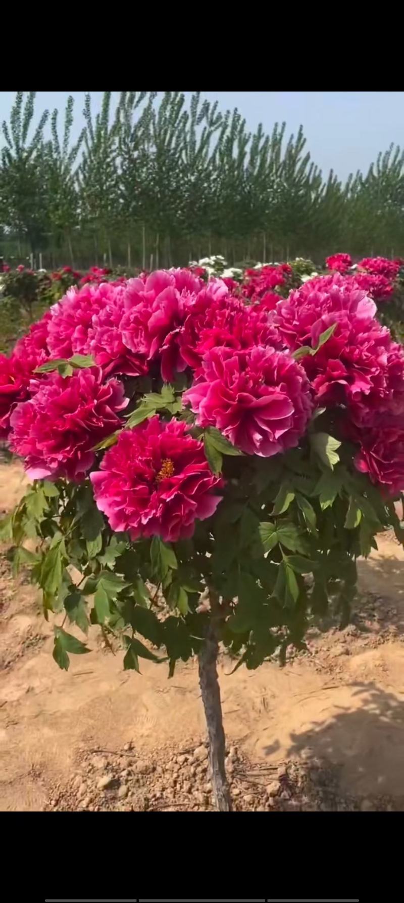 《店长推荐》菏泽重瓣牡丹花苗，基地直发，现要现挖，保品种