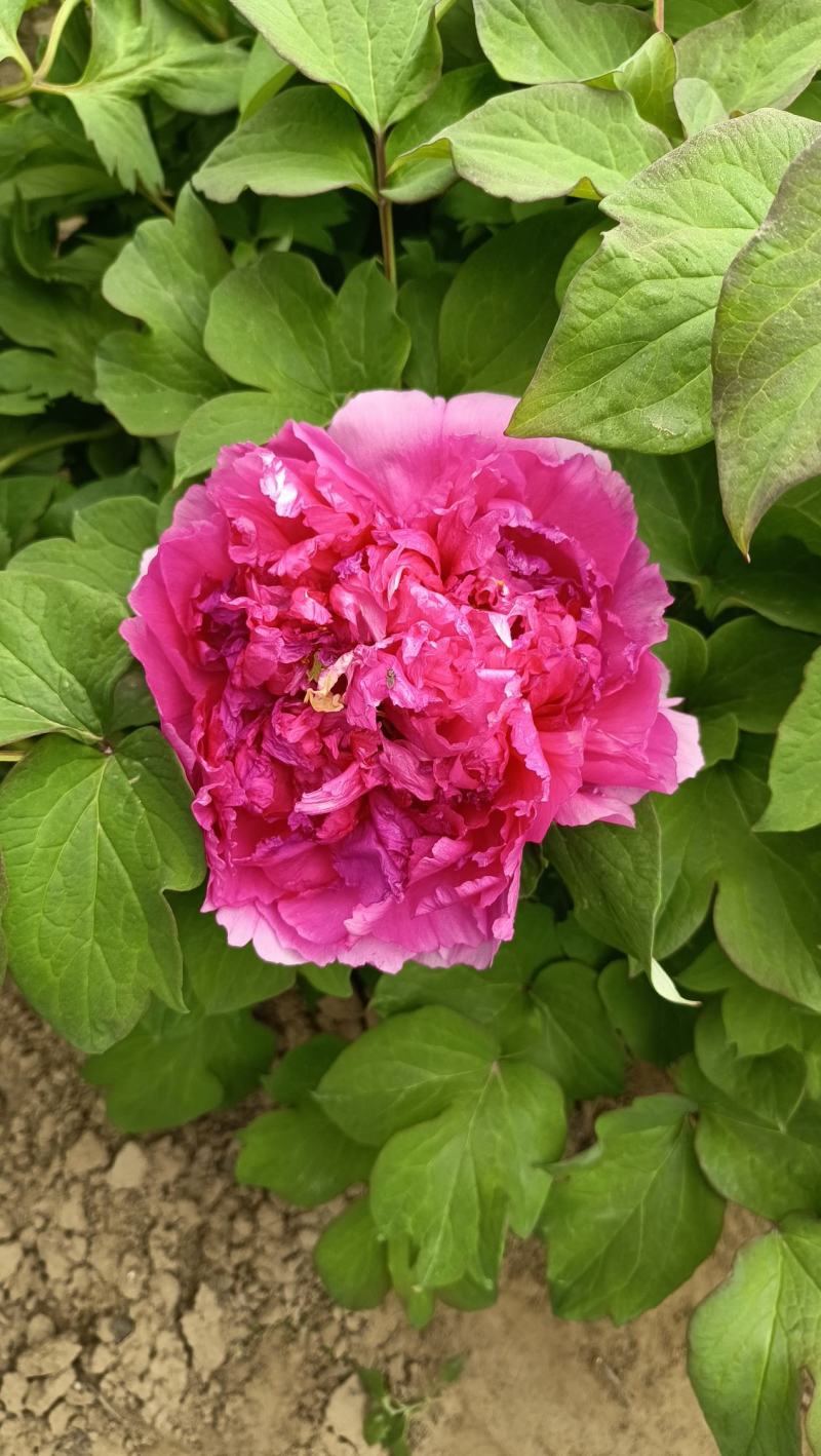 《店长推荐》菏泽重瓣牡丹花苗，基地直发，现要现挖，保品种