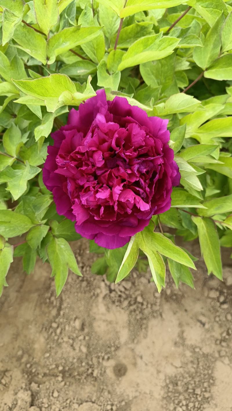 《店长推荐》菏泽重瓣牡丹花苗，基地直发，现要现挖，保品种