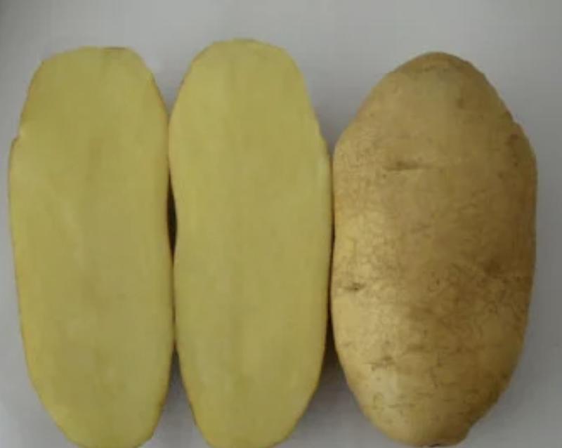 滕州精品荷兰十五土豆货源充足冷库货量大从优质量保证