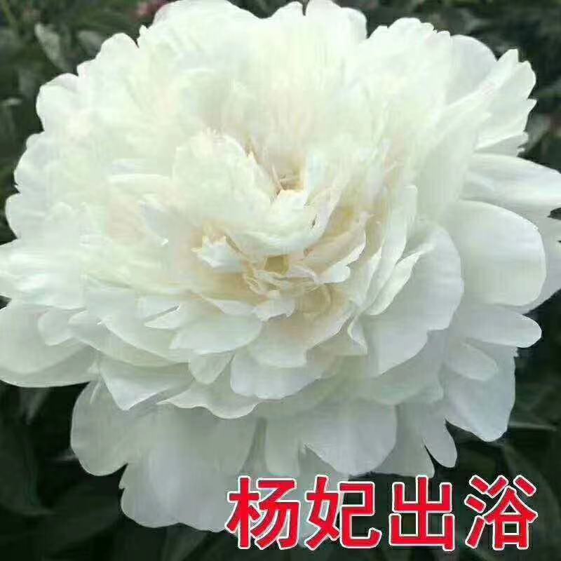 牡丹花苗黄牡丹绿牡丹红牡丹黑牡丹绿牡丹复色牡丹