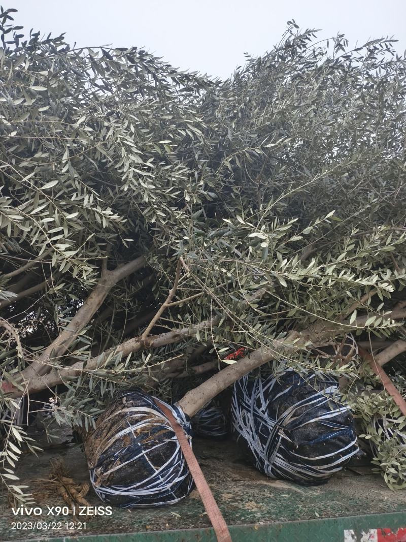 油橄榄盆栽