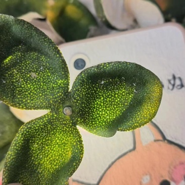2024年三花青皮上市。