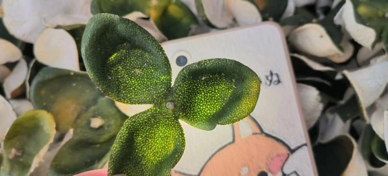 2024年三花青皮上市。