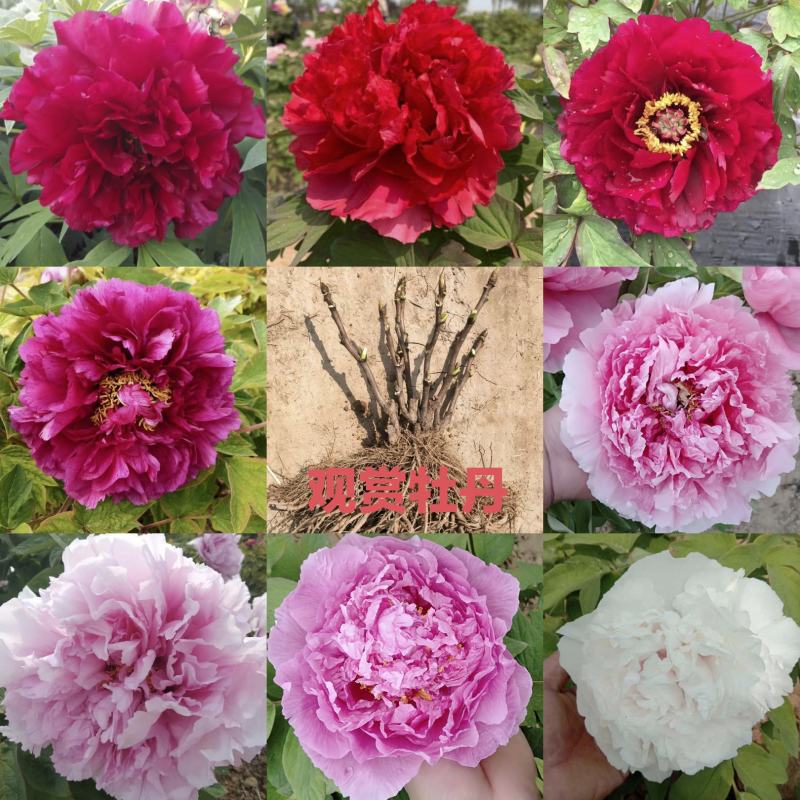 牡丹，观赏牡丹，多层花，保成活，保品种，现要现挖