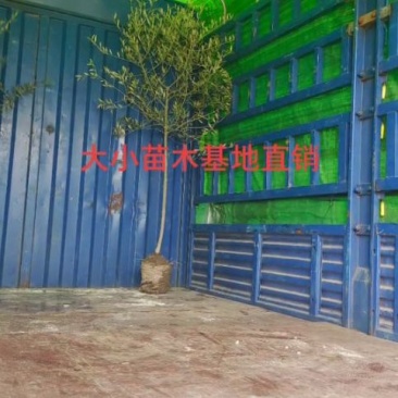 油橄榄精品1cm---5cm自然型
