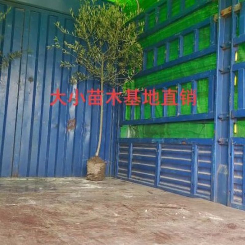 油橄榄精品1cm---5cm自然型
