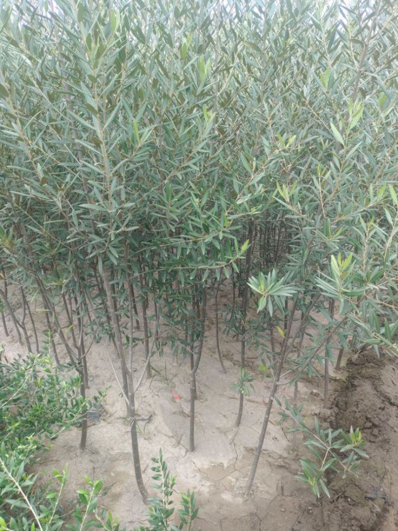 油橄榄精品1cm---5cm自然型