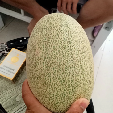 西洲蜜瓜新疆哈密瓜价格便宜可视频看货欢迎咨询