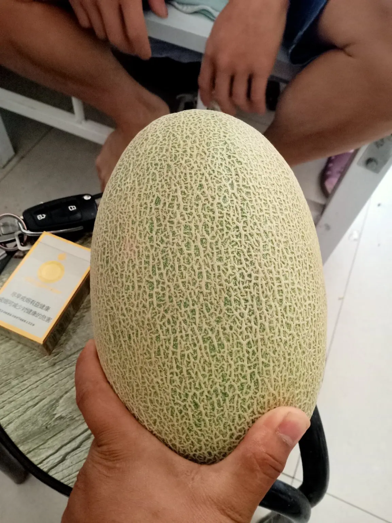西洲蜜瓜新疆哈密瓜价格便宜可视频看货欢迎咨询