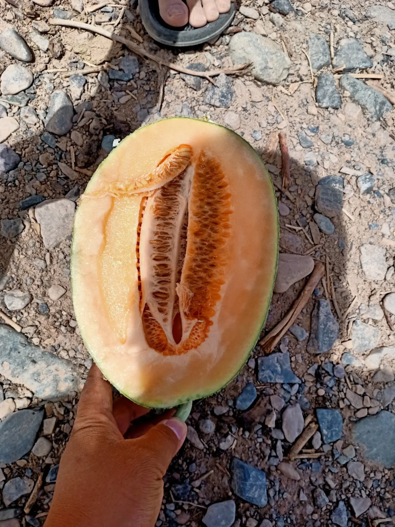 西洲蜜瓜新疆哈密瓜价格便宜可视频看货欢迎咨询