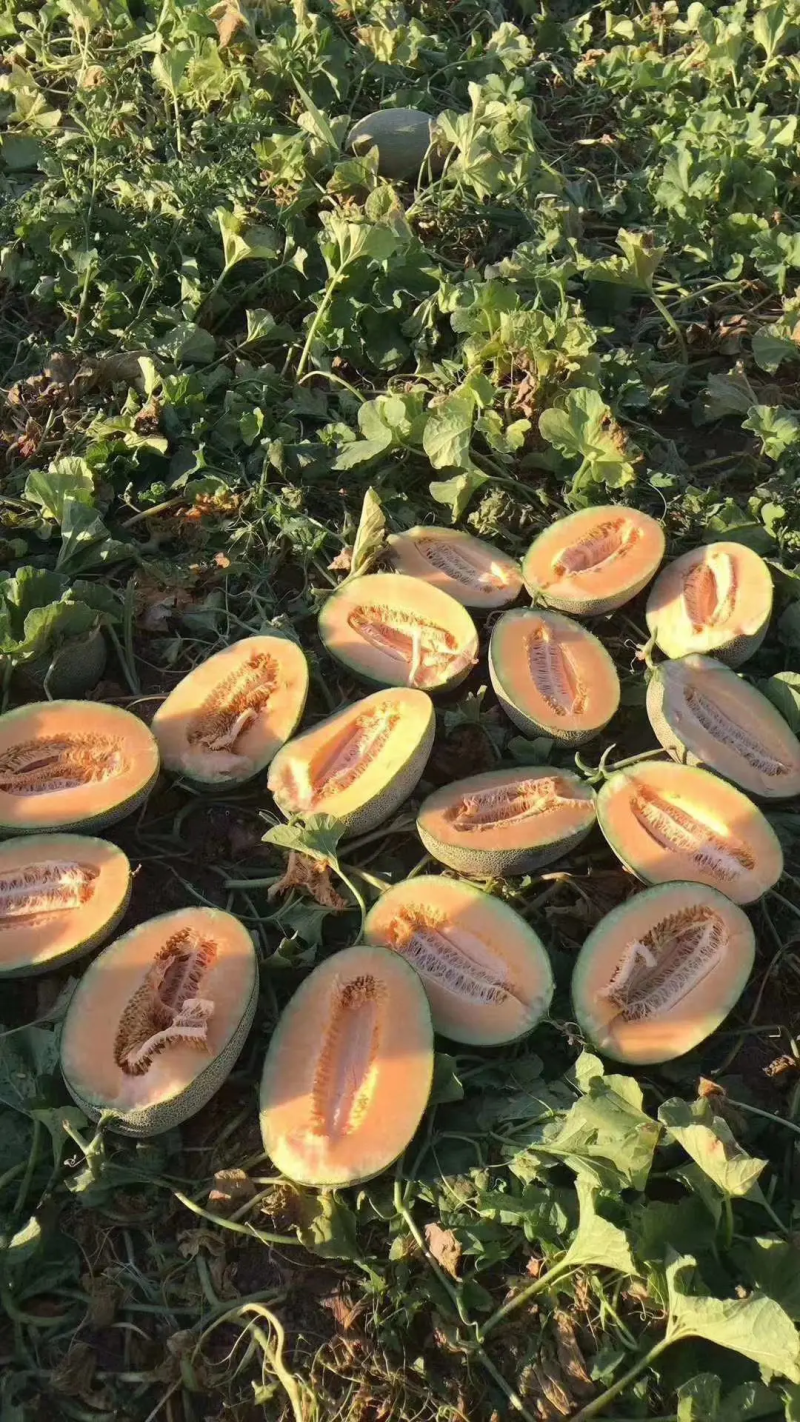 西洲蜜瓜新疆哈密瓜价格便宜可视频看货欢迎咨询