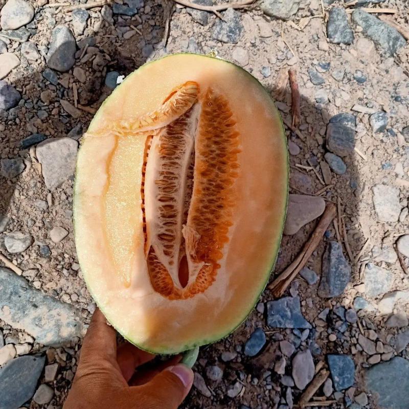 西洲蜜瓜新疆哈密瓜价格便宜可视频看货欢迎咨询