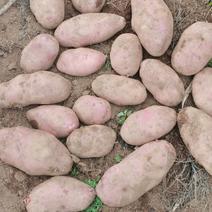 精品云南青薯9号土豆大量上市品质保证诚信经营一手货源