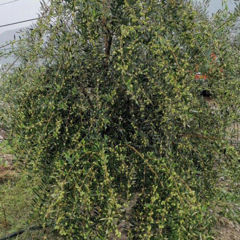 油橄榄新品种挂果图.基地视频图片拍摄