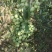 油橄榄新品种挂果图.基地视频图片拍摄