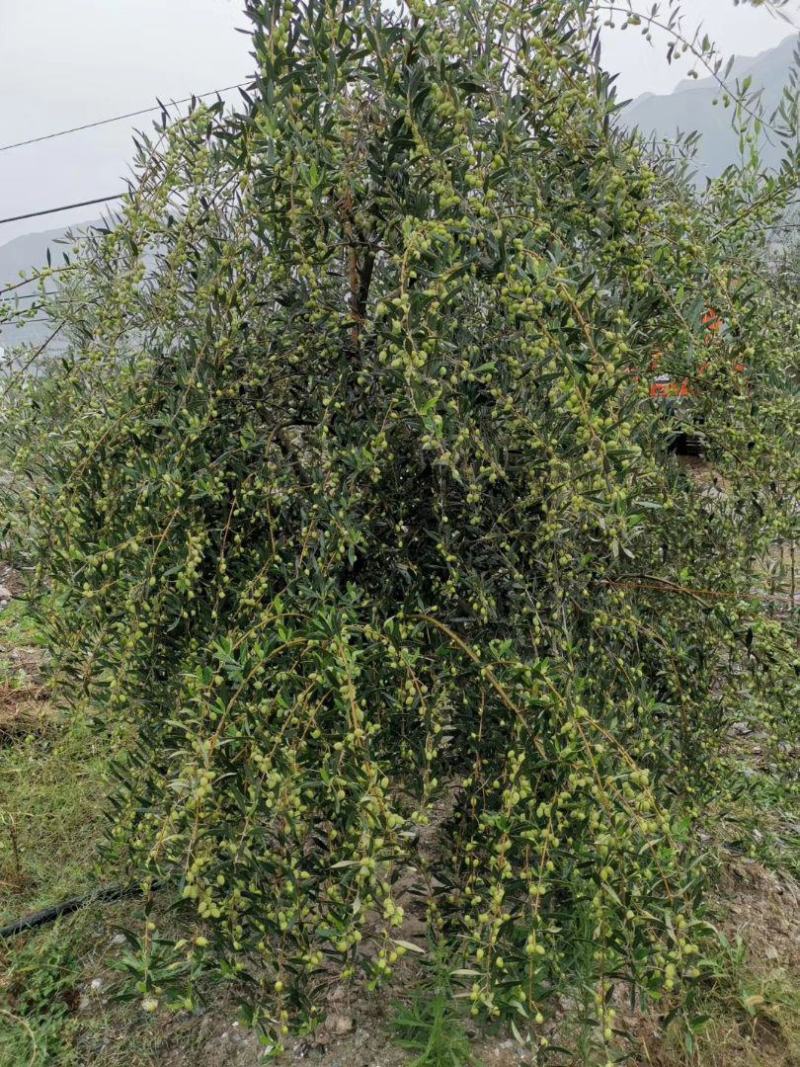 油橄榄新品种挂果图.基地视频图片拍摄