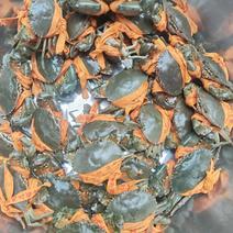 【保证新鲜】江苏青蟹，大量上市规格齐全，质量保证对接全国
