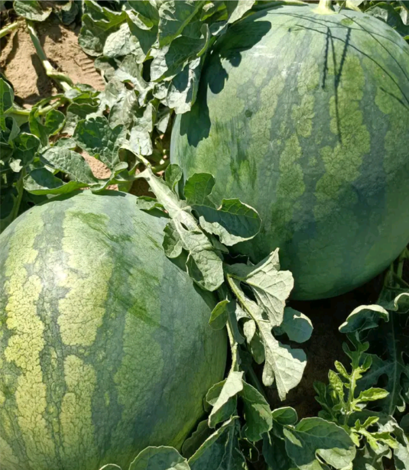 内蒙古通辽奈曼旗，花无籽西瓜大量上市，口感好耐运输全国代