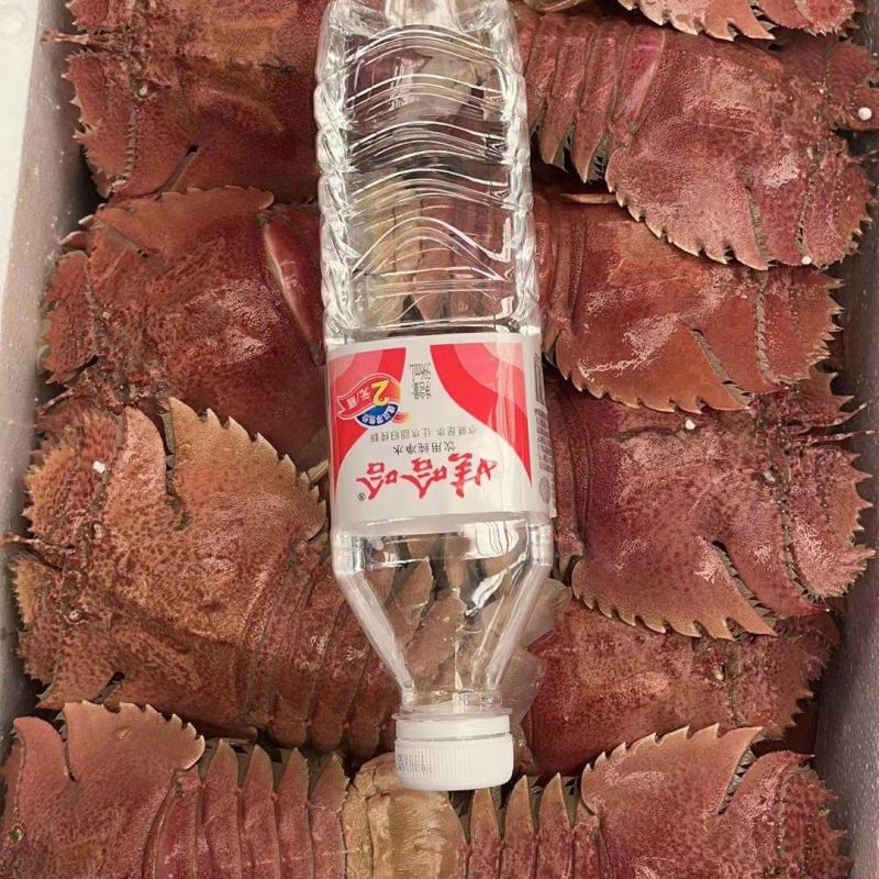 琵琶虾，九齿琵琶虾，鲜活琵琶虾，船冻琵琶虾，全国发货