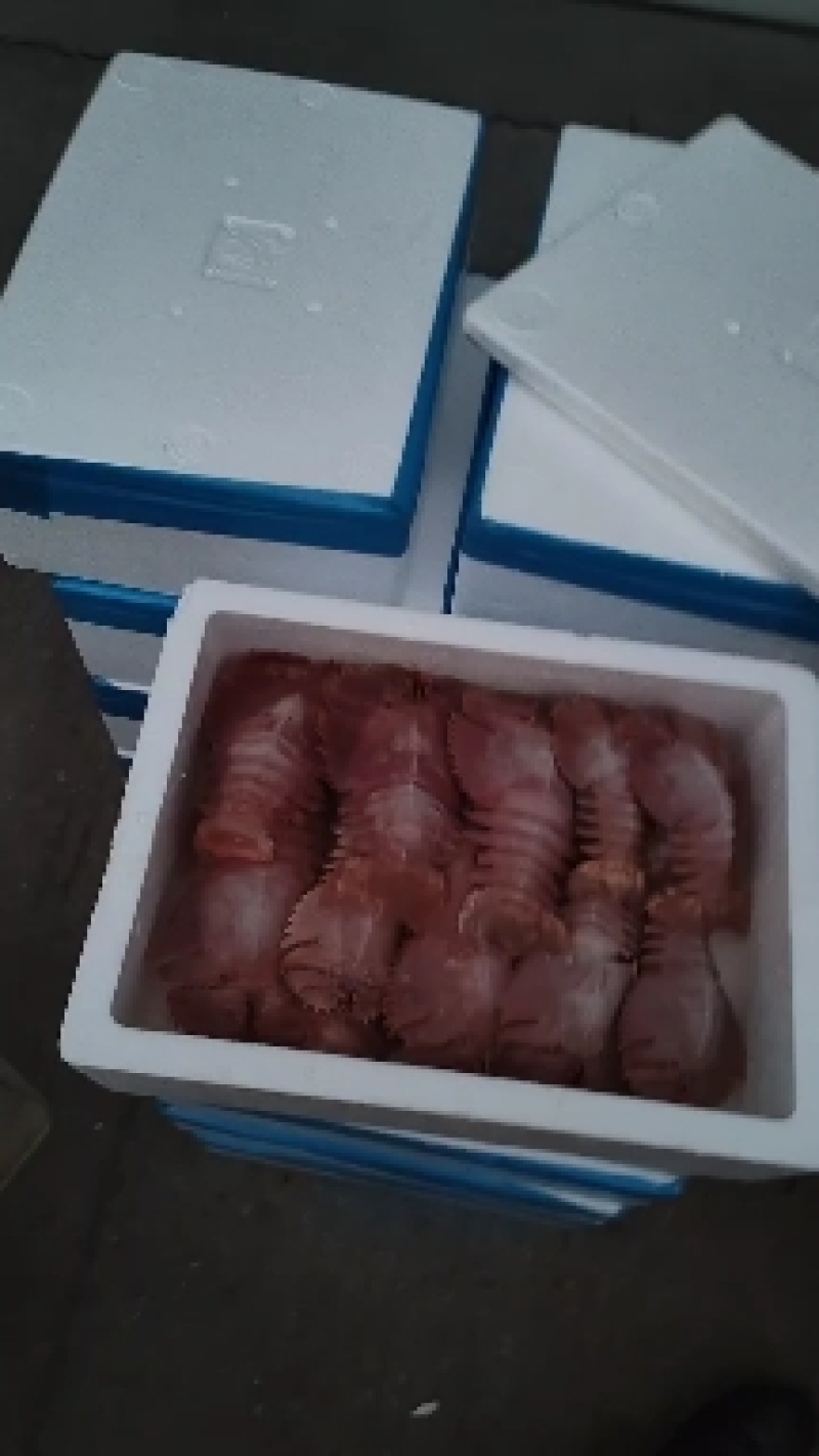 琵琶虾，九齿琵琶虾，鲜活琵琶虾，船冻琵琶虾，全国发货