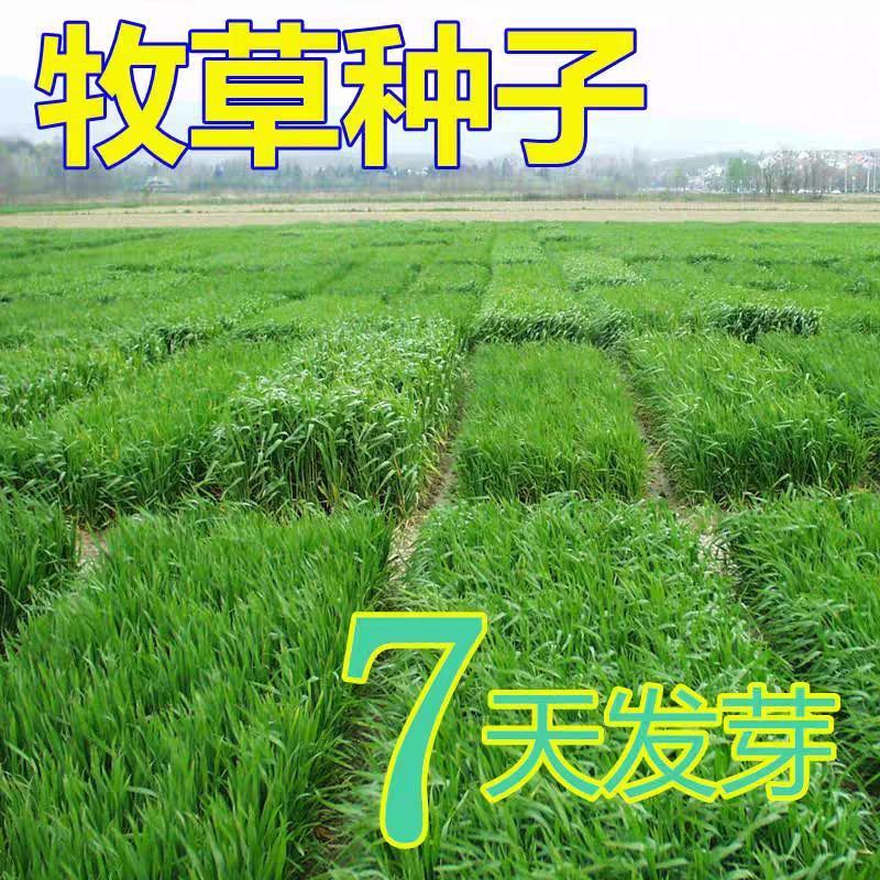 进口四倍体耐寒耐旱牧草种子宽叶多年生黑麦草种子