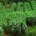 进口四倍体耐寒耐旱牧草种子宽叶多年生黑麦草种子
