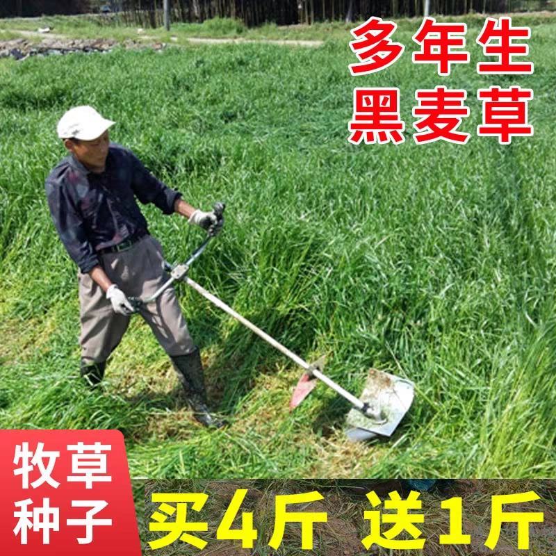 进口四倍体耐寒耐旱牧草种子宽叶多年生黑麦草种子