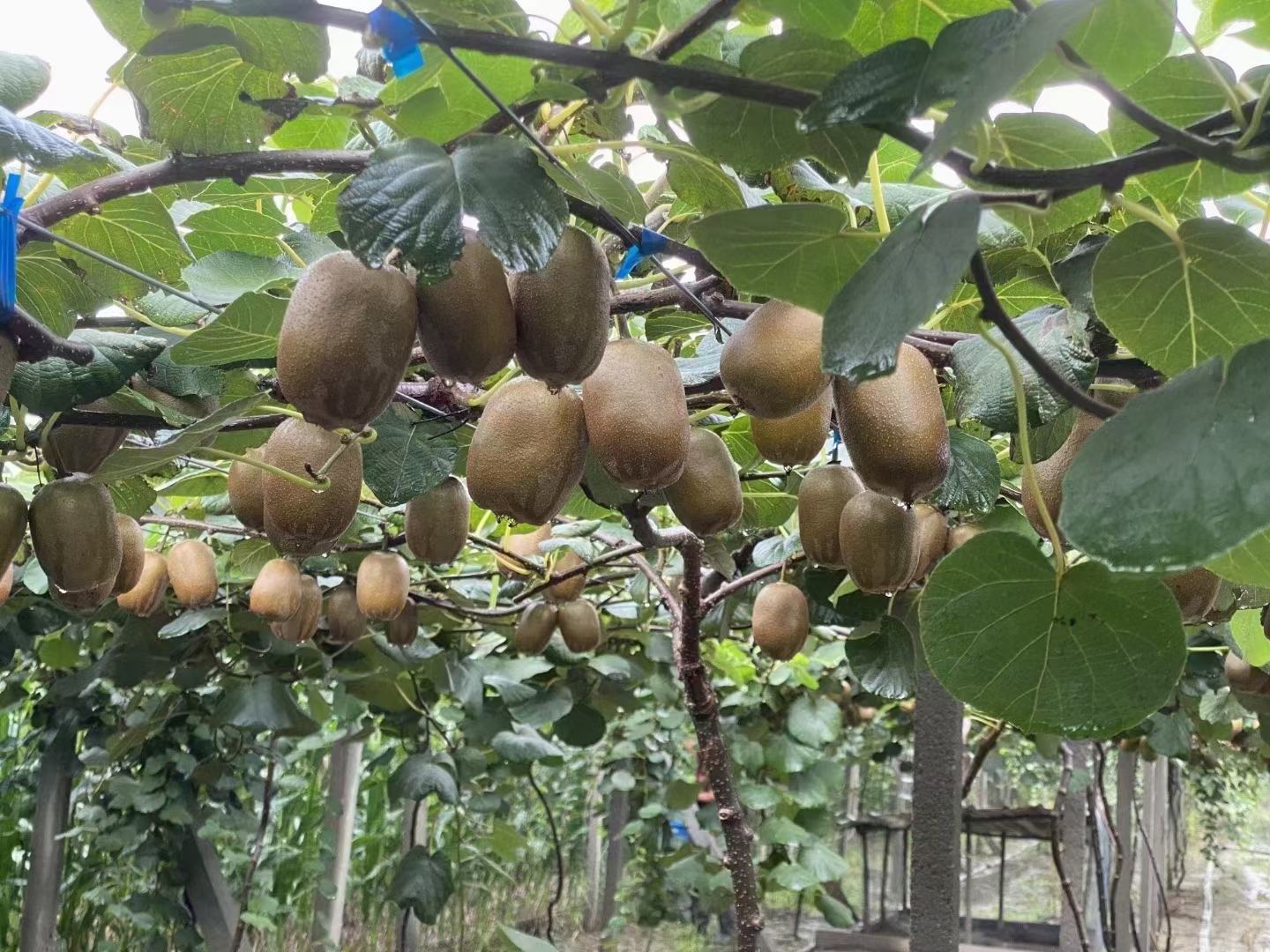 魁绿猕猴桃果园实拍