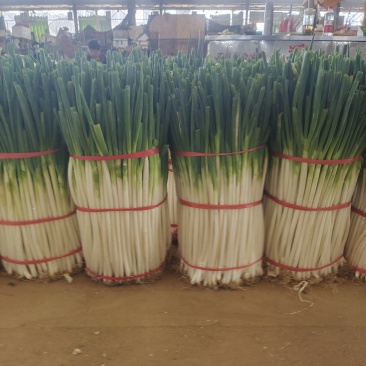 净葱供应长白铁杆钢葱粗细分类包装