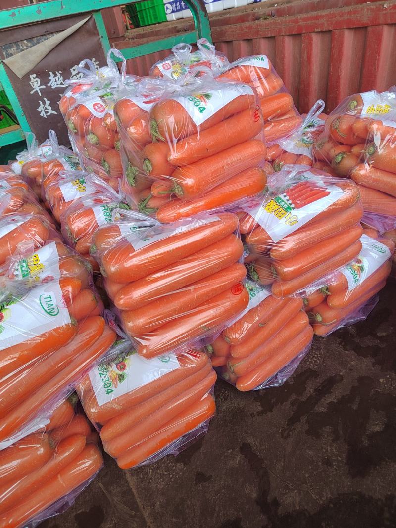 河北邯郸精品红萝卜，货源充足，质量保证，可供商超全国发货