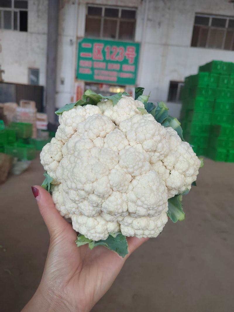 河北邯郸菜花一手货源，质量保证，可供商超，全国发货