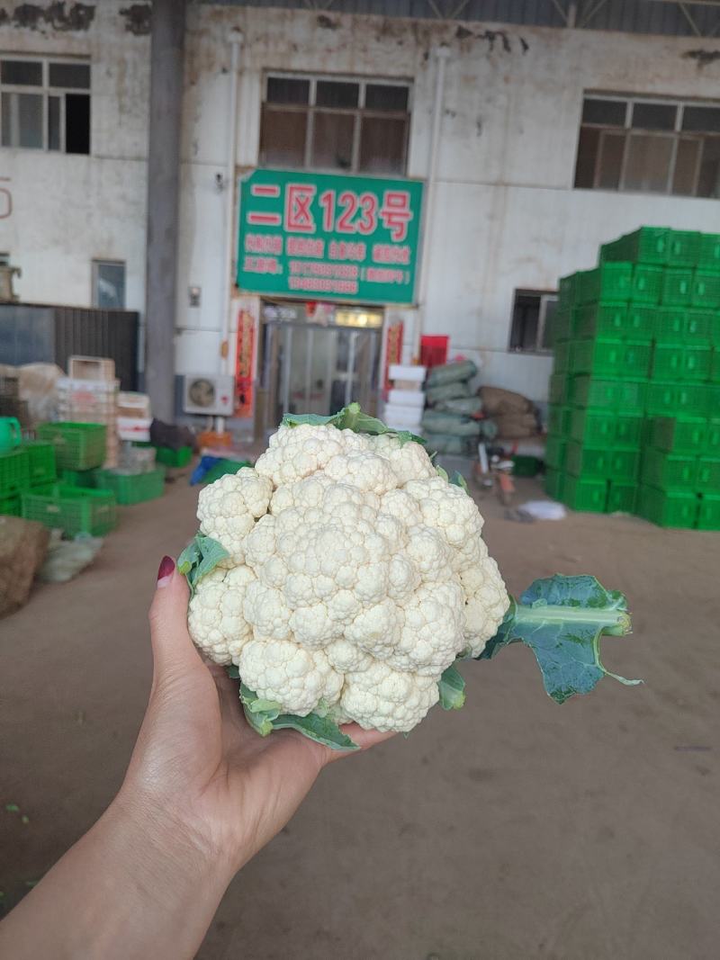 河北邯郸菜花一手货源，质量保证，可供商超，全国发货