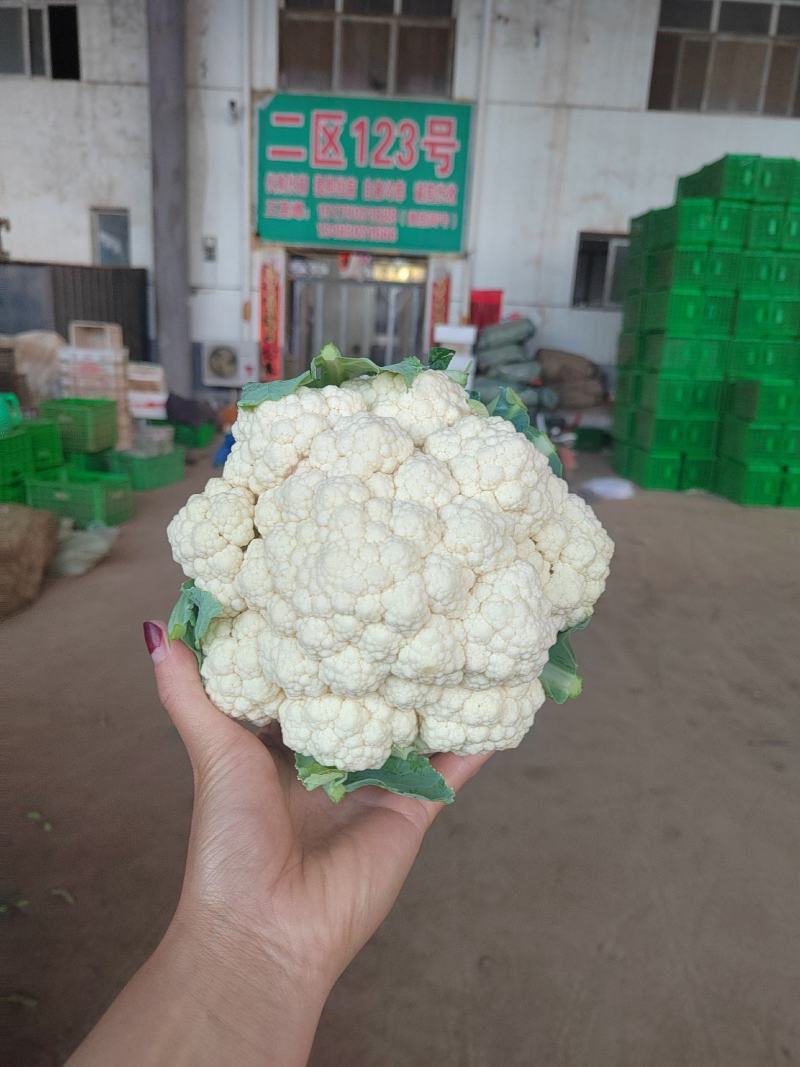 河北邯郸菜花一手货源，质量保证，可供商超，全国发货