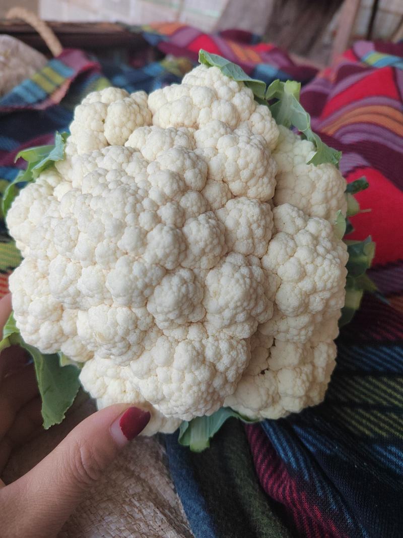 河北邯郸菜花一手货源，质量保证，可供商超，全国发货