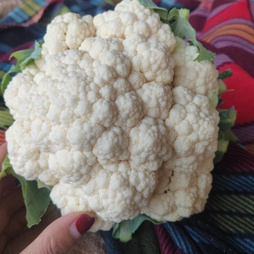 河北邯郸菜花一手货源，质量保证，可供商超，全国发货