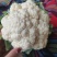 河北邯郸菜花一手货源，质量保证，可供商超，全国发货