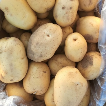V7个头大薯形好沃土5号大量出货
