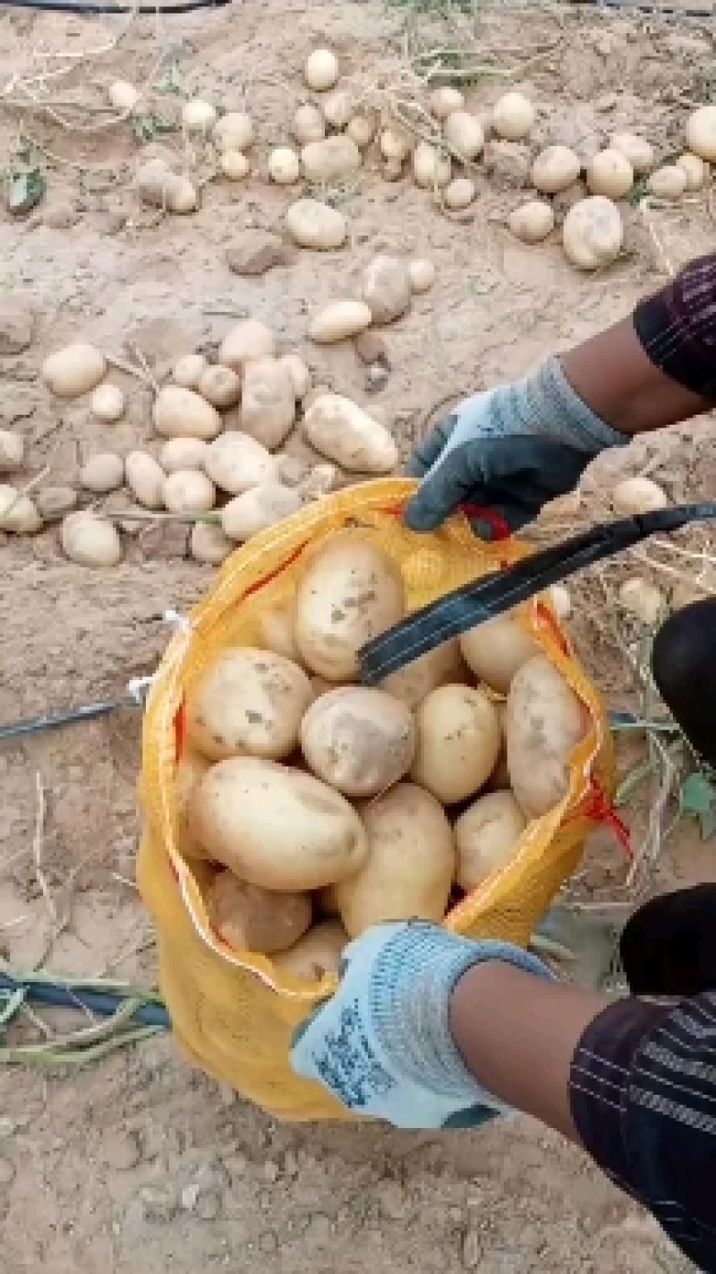 V7个头大薯形好沃土5号大量出货
