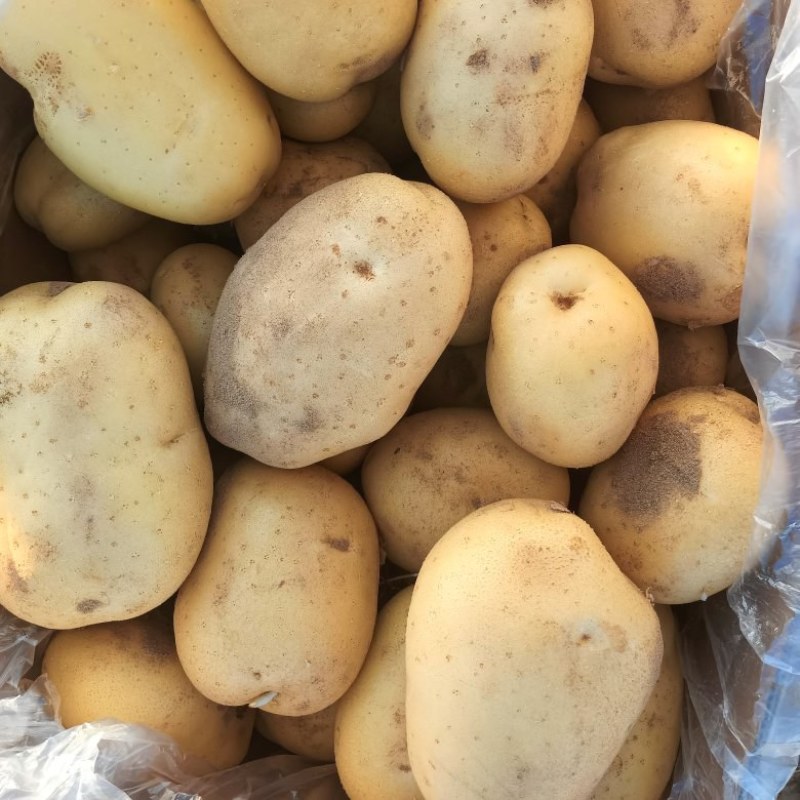 V7个头大薯形好沃土5号大量出货