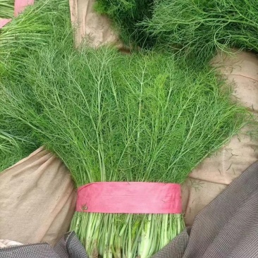 精品茴香